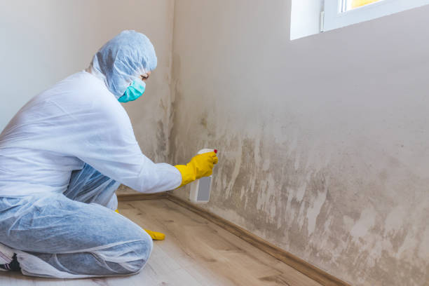 Licensed Commercial Mold Remediation service in Petoskey, MI - WQB Mold Removal